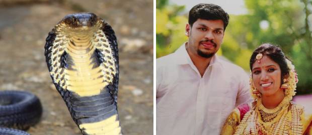 Și-a ucis soția eliberând o cobră în dormitorul ei