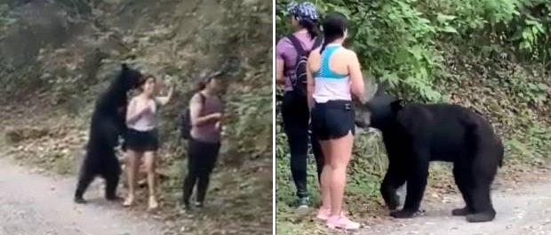 O femeie și-a făcut SELFIE cu un urs negru care s-a apropiat de ea pe munte