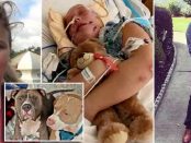 Adolescentă în comă și ventilată după ce a fost atacată de doi pitbulli