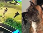 BULDOGUL EROU care a pus pe fugă patru infractori periculoși înarmați cu macete