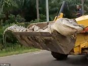 Un crocodil de o jumătate de tonă, a fost capturat, decapitat și îngropat în locuri diferite