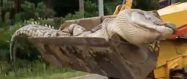 crocodil Un crocodil de o jumătate de tonă, a fost capturat, decapitat și îngropat în locuri diferite