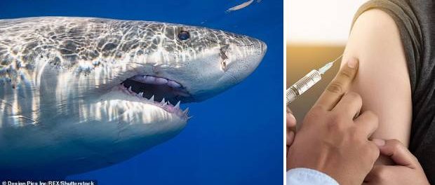 O jumătate de milion de rechini ar putea fi uciși pentru fabricarea vaccinului Covid-19